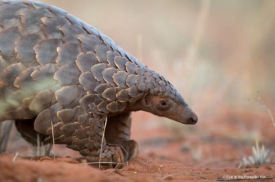 穿山甲之眼 Eye of the Pangolin 2 © Eye of the Pangolin film(台灣野望自然傳播學社提供)